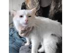 Adopt RuPaul a White Turkish Angora (medium coat) cat in BROOKLYN, NY (41443556)