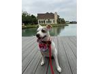 Adopt Remy , a White Jack Russell Terrier / Whippet / Mixed dog in Sugar Land