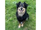 Adopt Barley a Black - with Tan, Yellow or Fawn Australian Shepherd / Mixed dog