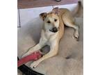 Adopt Daisy B a Tan/Yellow/Fawn Carolina Dog / German Shepherd Dog / Mixed dog