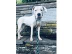 Adopt Brooklyn a Dogo Argentino / Mixed dog in Uwchlan, PA (41395859)