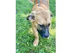 Adopt Buddy a Anatolian Shepherd / Black Mouth Cur / Mixed dog in Tahlequah