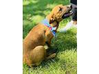 Adopt Ruby a Anatolian Shepherd / Black Mouth Cur / Mixed dog in Tahlequah