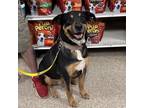 Adopt Mac a Tan/Yellow/Fawn German Shepherd Dog / Chow Chow / Mixed dog in