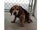 Adopt Flash a Brown/Chocolate Beagle / Mixed Breed (Medium) / Mixed (short coat)