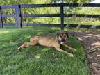 Adopt Maya a Brown/Chocolate Boxer / Mixed Breed (Medium) / Mixed (short coat)