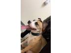 Adopt Kookie a Tan/Yellow/Fawn - with White American Staffordshire Terrier /