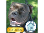 Adopt Martha a Brown/Chocolate Mixed Breed (Small) / Mixed Breed (Medium) /