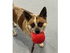 Adopt Albert a Australian Cattle Dog / Cardigan Welsh Corgi / Mixed dog in