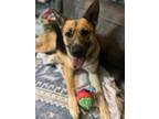 Adopt Phoenix a Brown/Chocolate - with Black German Shepherd Dog / Mixed dog in