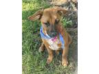 Adopt Billie a Anatolian Shepherd / Black Mouth Cur / Mixed dog in Tahlequah