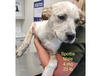 Adopt Spottie a Anatolian Shepherd / Australian Cattle Dog / Mixed dog in