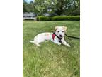 Adopt Buddy a Brown/Chocolate Parson Russell Terrier / Border Terrier dog in