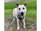 Adopt Luke a Neapolitan Mastiff / Great Dane / Mixed dog in Kamloops