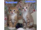 Adopt Dragonfruit a Domestic Shorthair / Mixed (short coat) cat in Menomonie