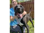 Adopt Lil Bow-Wow a Mixed Breed (Medium) / Mixed dog in Menomonie, WI (40443266)