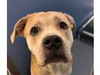 Adopt RIJU a Tan/Yellow/Fawn Mastiff / Mixed dog in South Lake Tahoe