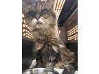 Adopt Lentil a White Persian / Mixed Breed (Medium) / Mixed (long coat) cat in