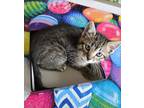 Adopt Junior a Brown Tabby Domestic Shorthair / Mixed Breed (Medium) / Mixed