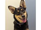 Adopt Lara a German Shepherd Dog / Husky / Mixed dog in Wilmington