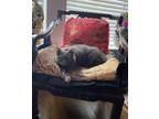 Adopt Cha Cha a Gray or Blue Russian Blue / Mixed (short coat) cat in