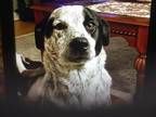 Adopt Jack B a Black - with White English Setter / English Pointer / Mixed dog