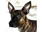 Adopt Emmy a Brindle Plott Hound / Mixed dog in Locust Fork, AL (41266667)
