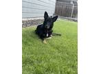Adopt Scout a Black - with White Belgian Malinois / German Shepherd Dog / Mixed