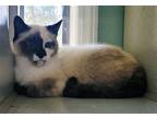 Adopt Julie Anne a Cream or Ivory (Mostly) Siamese / Mixed (short coat) cat in