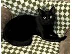 Adopt Marty a All Black Bombay / Mixed (short coat) cat in Westlake Village