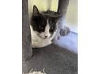 Adopt Ares a Black & White or Tuxedo Domestic Mediumhair (medium coat) cat in