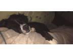 Adopt Aladdin a Black - with White Labrador Retriever / Border Collie / Mixed