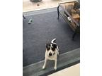 Adopt Sparkey a White - with Black Rat Terrier / Mixed dog in Saint Cloud