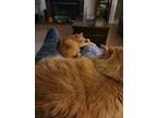 Adopt Daisy a Orange or Red Tabby Domestic Mediumhair / Mixed (medium coat) cat