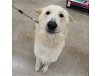 Adopt Orso a Great Pyrenees / German Shepherd Dog / Mixed dog in League City