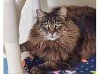 Adopt Tigress a Brown Tabby Domestic Longhair / Mixed Breed (Medium) / Mixed