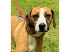 Adopt Ronny a Red/Golden/Orange/Chestnut - with White Beagle / Hound (Unknown