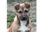 Adopt Clara a Tricolor (Tan/Brown & Black & White) Shar Pei / Shepherd (Unknown