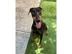 Adopt Astra a Doberman Pinscher / Mixed dog in Fresno, CA (41443100)