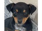 Adopt Holden a Brown/Chocolate - with Tan Rottweiler / Mixed Breed (Medium) /