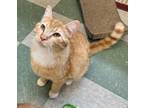 Adopt Lumpy a Orange or Red Domestic Shorthair / Mixed Breed (Medium) / Mixed