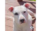 Adopt SALLY a White - with Black Pit Bull Terrier / Mixed dog in Grafton