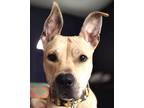 Adopt HUCKLEBERRY a Tan/Yellow/Fawn Great Dane / Mixed dog in Grafton