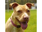 Adopt FREYA a Red/Golden/Orange/Chestnut - with White Labrador Retriever / Mixed