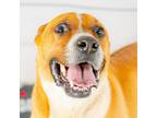 Adopt Gizmo a Boxer / Mixed Breed (Medium) / Mixed dog in Danielsville