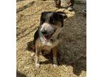 Adopt Banshee a Tricolor (Tan/Brown & Black & White) Australian Cattle Dog /