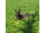 Adopt Jonesy a Merle Australian Kelpie / Mixed dog in Akron, OH (41430498)