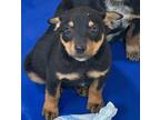 Adopt Lucas a Black - with Brown, Red, Golden, Orange or Chestnut Rottweiler /