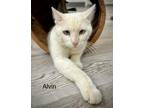Adopt Alvin a White Domestic Shorthair / Mixed cat in St. George, UT (41442319)