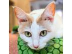 Adopt Abigail a White (Mostly) Turkish Van (short coat) cat in Chicago